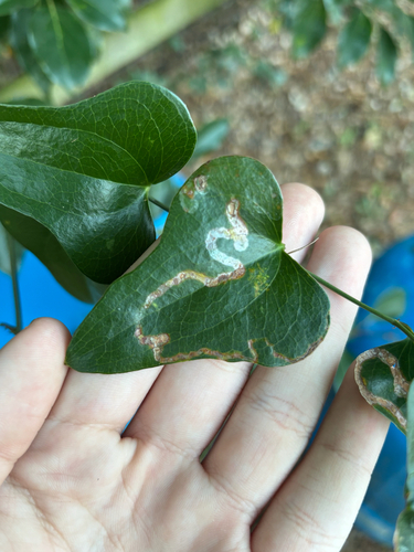 Unknown species found near Marion County, US-FL, US