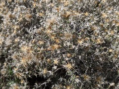 Brickellia frutescens