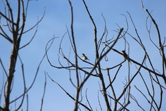 Setophaga coronata coronata × auduboni