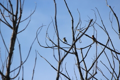 Setophaga coronata coronata × auduboni