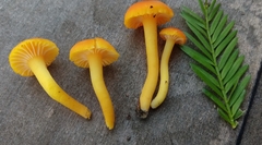 Hygrocybe moseri