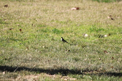 Setophaga coronata coronata × auduboni