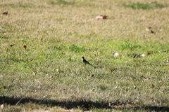 Setophaga coronata coronata × auduboni