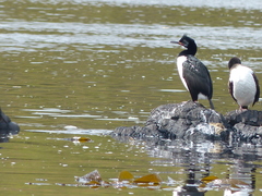 Leucocarbo campbelli
