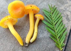 Hygrocybe moseri