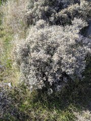 Brickellia frutescens