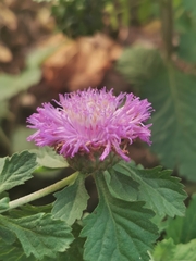 Chrysanthemum