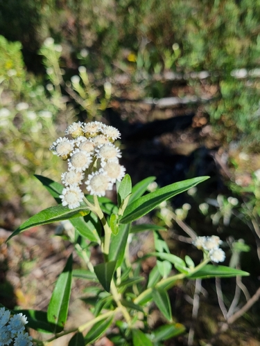 Ovens everlasting (Ozothamnus stirlingii)