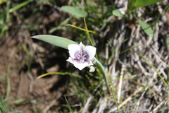 Calochortus elegans