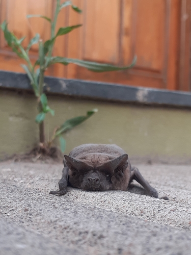 Moloso común observed by maite39