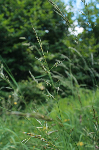 Meadow Oat-grass (Helictochloa pratensis)