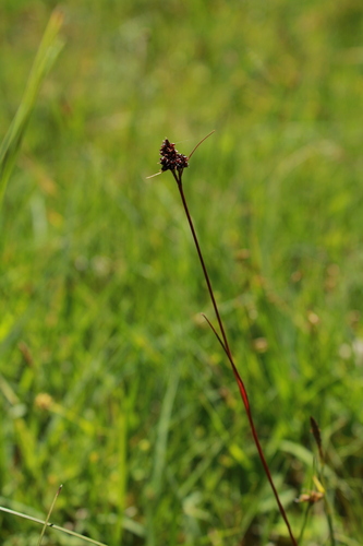 Luzula sudetica, photograph 2