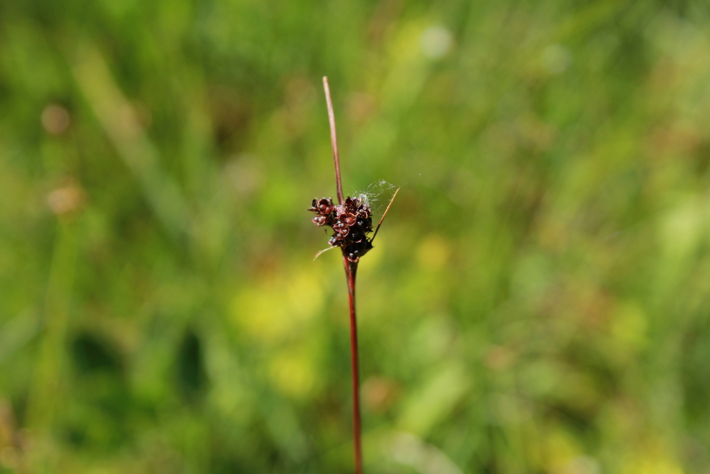 Luzula sudetica; photograph (c) marius, some rights reserved (CC BY)