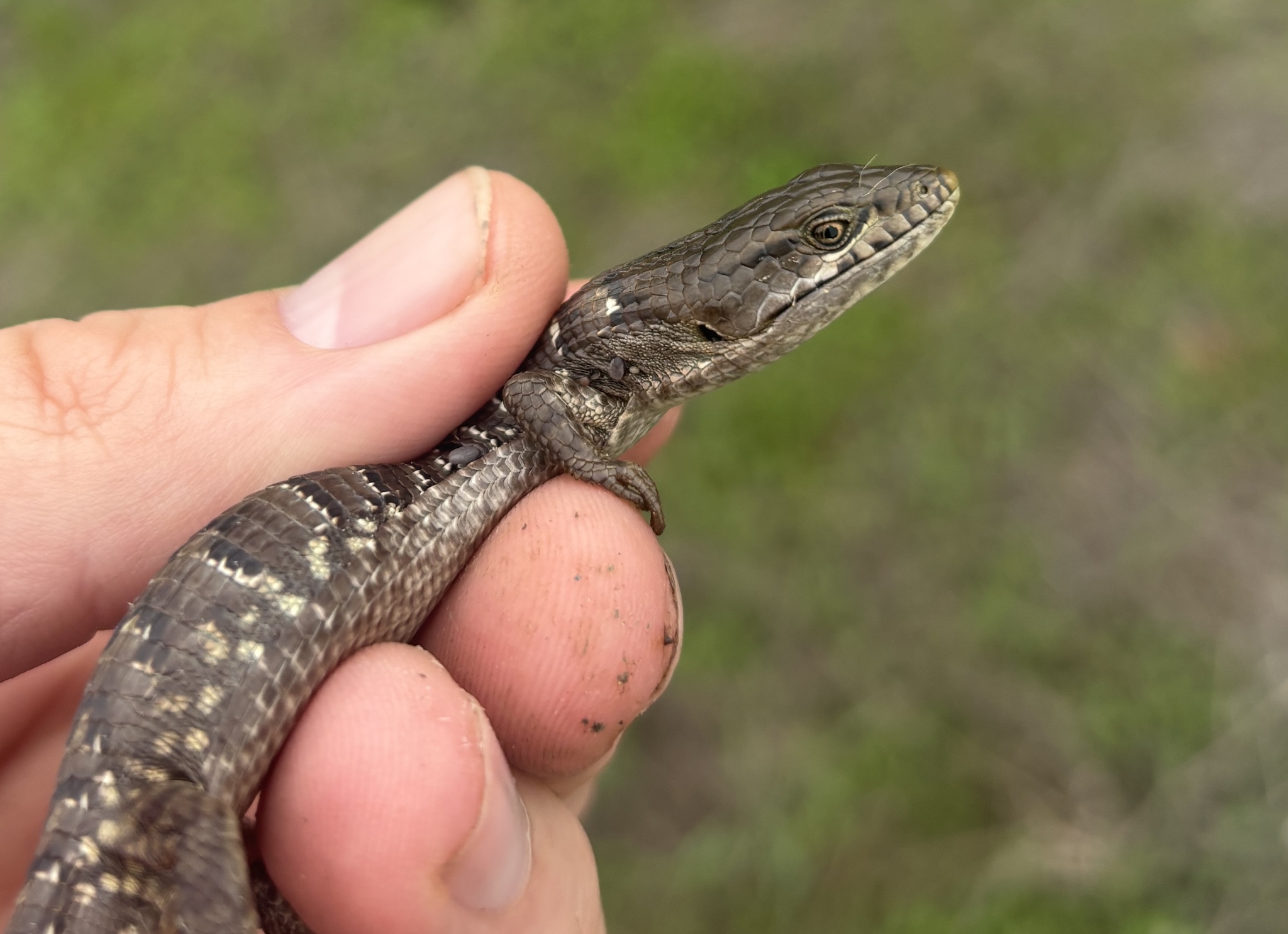 Elgaria multicarinata (Blainville, 1835)
