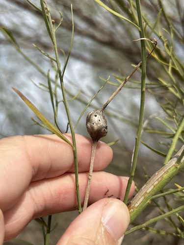 Unknown species found near Cedar Hill State Park, Cedar Hill, TX, US