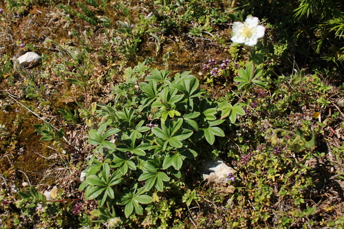 Potentilla alchimilloides