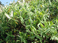 Veronica dieffenbachii