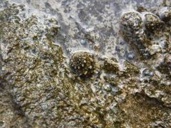 Echinolittorina tuberculata