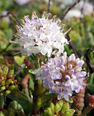 Veronica chathamica