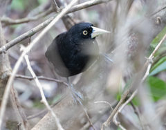 Amblycercus holosericeus