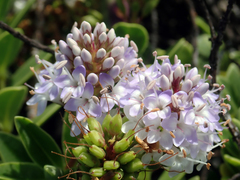 Veronica chathamica