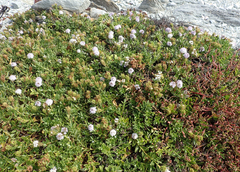 Veronica chathamica