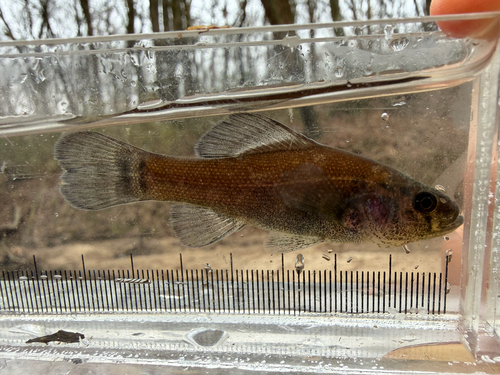 Pirate perch (Aphredoderus sayanus) — Aphredoderidae — 3