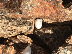 Cahuillus indioensis