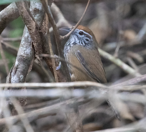 Spot-breasted Wren (Pheugopedius maculipectus), photo 3