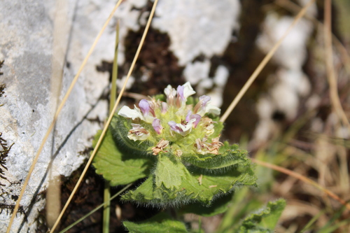 Pyrenean Germander (Teucrium pyrenaicum)