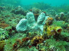 Holopsamma laminaefavosa