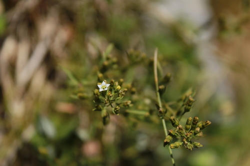 Meadow Bastard Toadflax (Thesium pyrenaicum)
