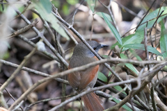 Synallaxis erythrothorax