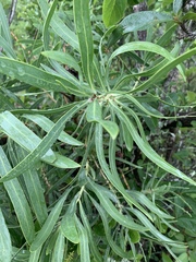 Protea caffra image