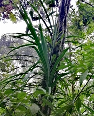Freycinetia cumingiana