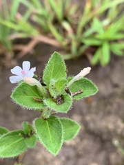 Dyschoriste setigera