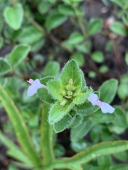 Dyschoriste setigera