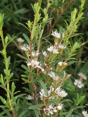 Kunzea robusta