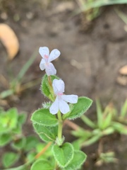 Dyschoriste setigera