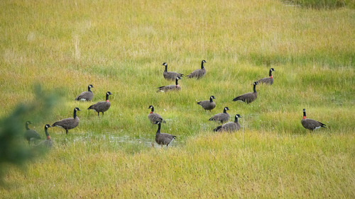 Dusky Canada Goose photographed in Alaska