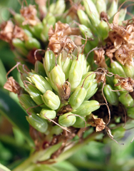 Veronica chathamica