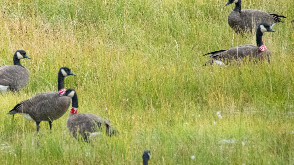 Canada Goose (occidentalis/fulva)