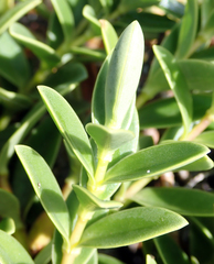 Veronica chathamica