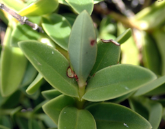 Veronica chathamica