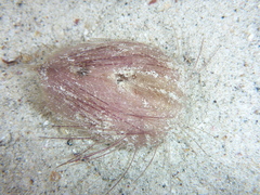 Lovenia cordiformis image