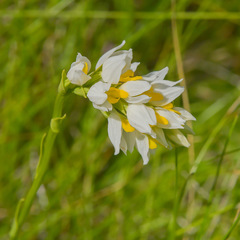 Schizochilus flexuosus