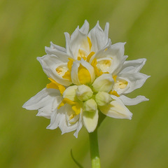 Schizochilus flexuosus