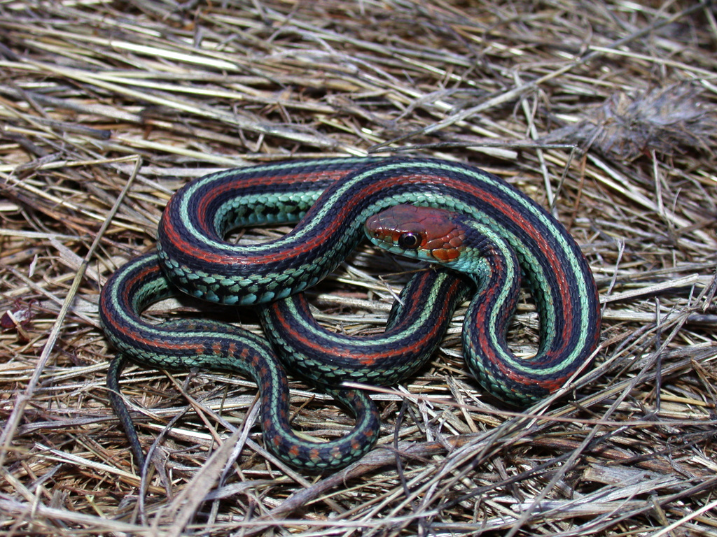 Colubrid Snakes (Colubridae) - Snakes and Lizards