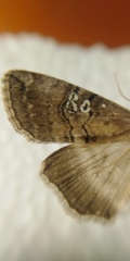 Tethea ocularis
