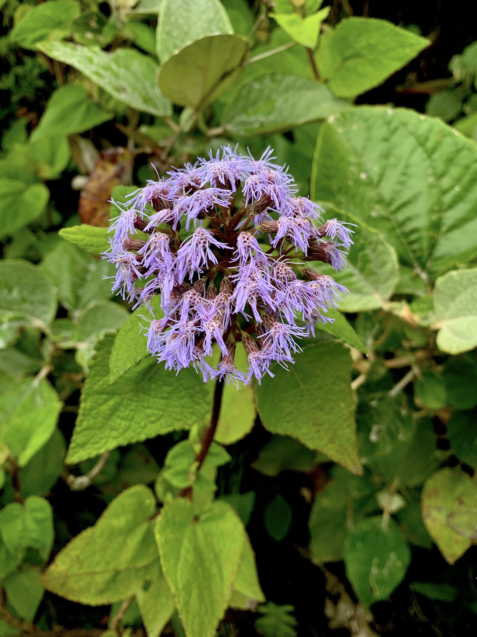 Aristeguietia lamiifolia (Matico)